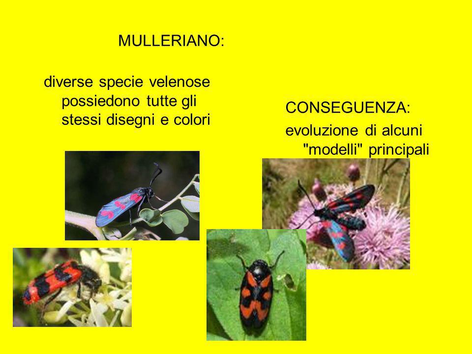 MULLERIANO: diverse specie velenose possiedono tutte gli stessi disegni e colori.