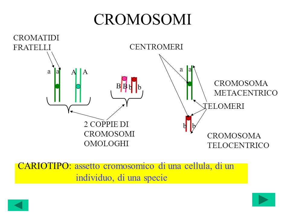 CROMOSOMI CARIOTIPO: assetto cromosomico di una cellula, di un