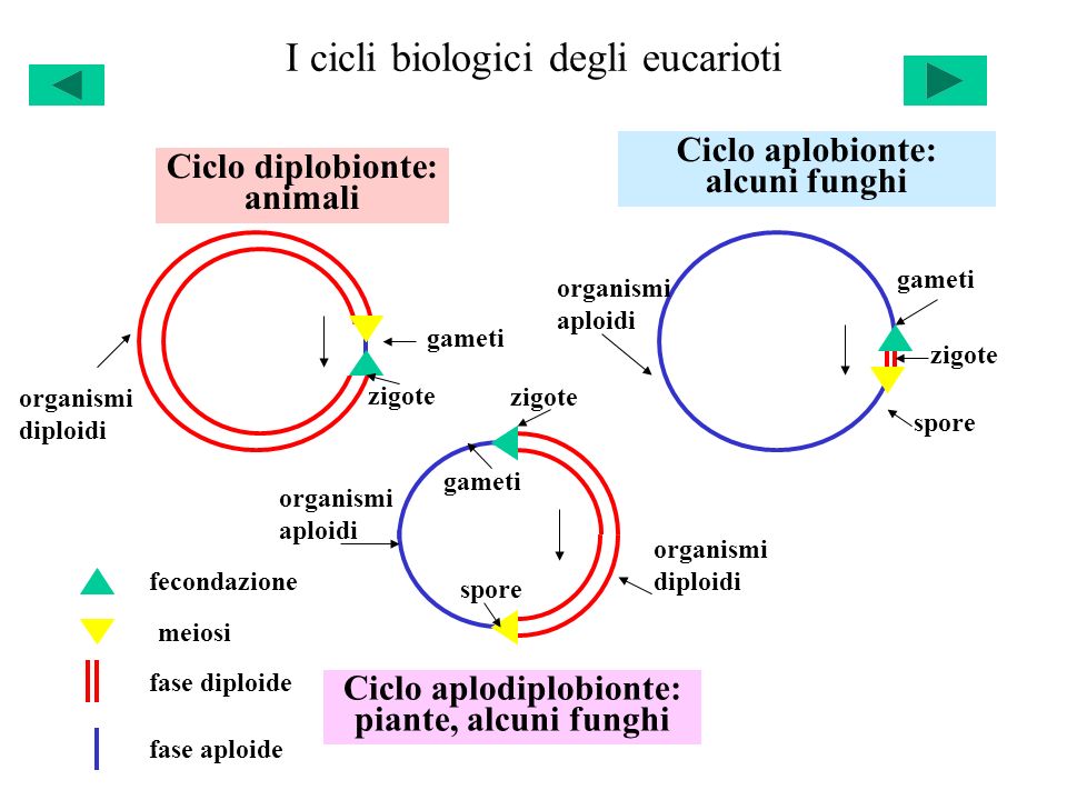 I cicli biologici degli eucarioti