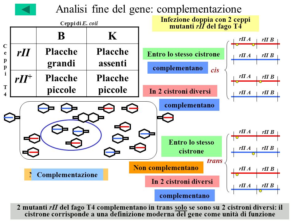 Analisi fine del gene: complementazione