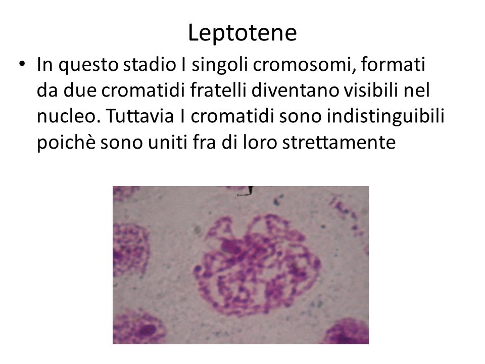 Leptotene