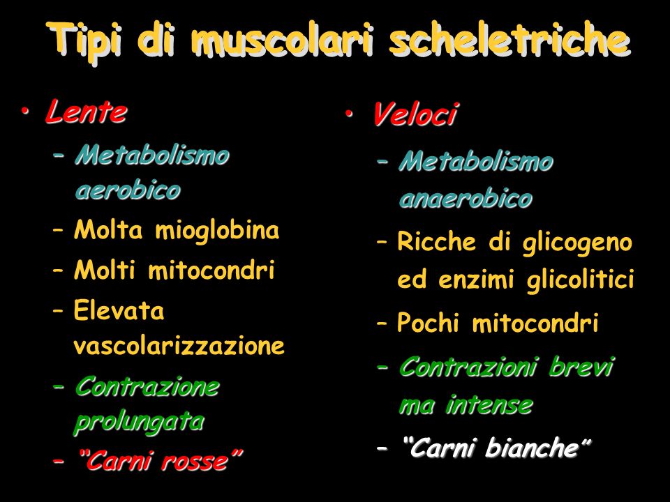 Tipi di muscolari scheletriche