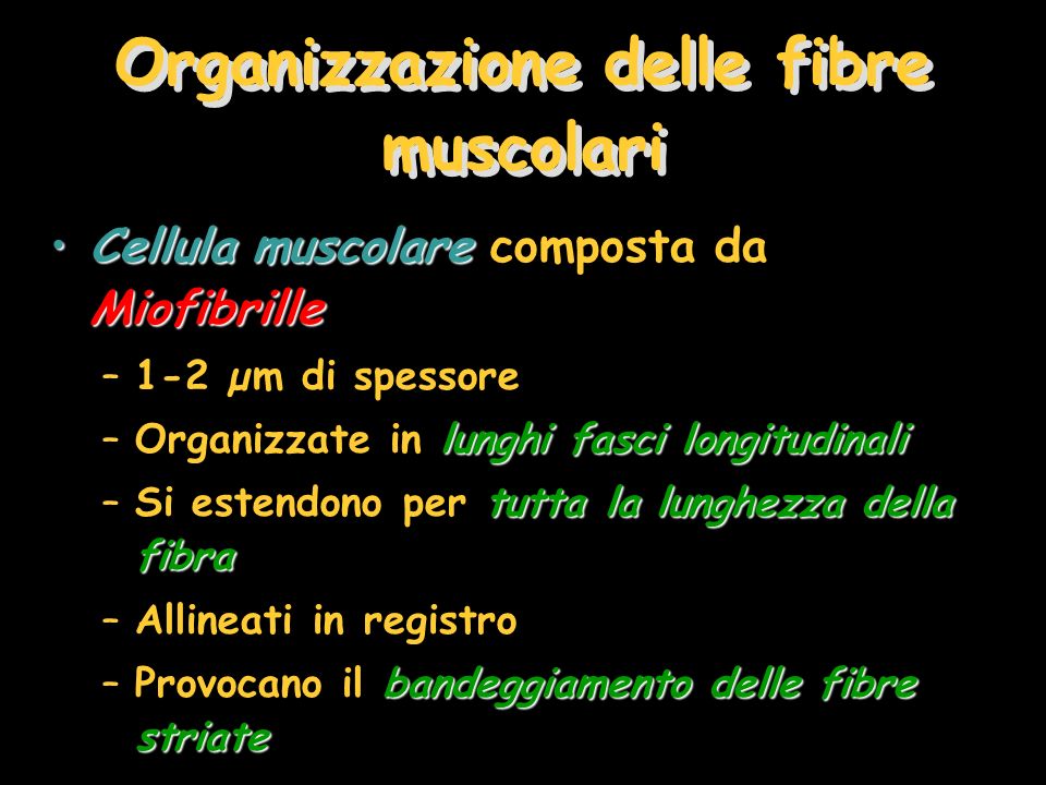 Organizzazione delle fibre muscolari