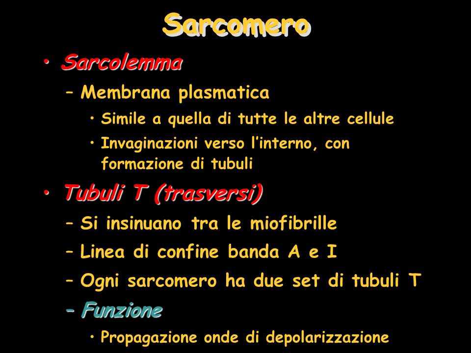 Sarcomero Sarcolemma Tubuli T (trasversi) Funzione Membrana plasmatica