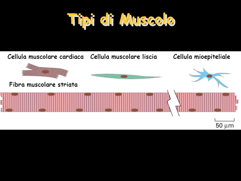 Tipi di Muscolo Cellula muscolare cardiaca Cellula muscolare liscia