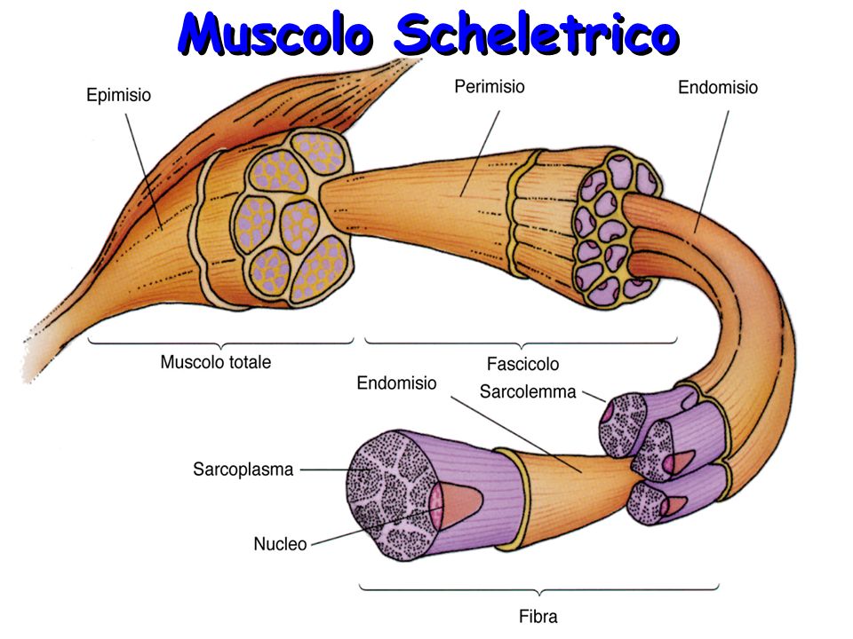 Muscolo Scheletrico