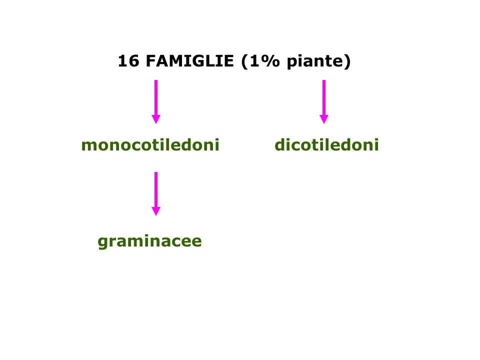 16 FAMIGLIE (1% piante) monocotiledoni dicotiledoni graminacee