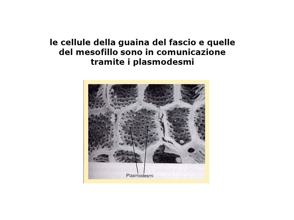 le cellule della guaina del fascio e quelle del mesofillo sono in comunicazione tramite i plasmodesmi