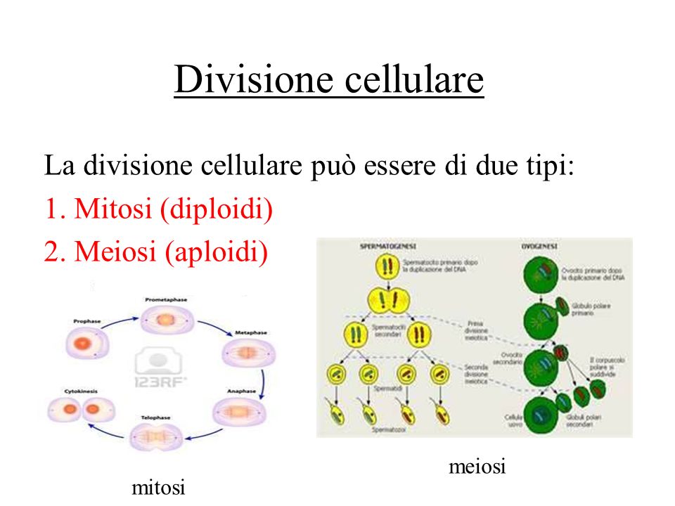 Divisione cellulare La divisione cellulare può essere di due tipi: