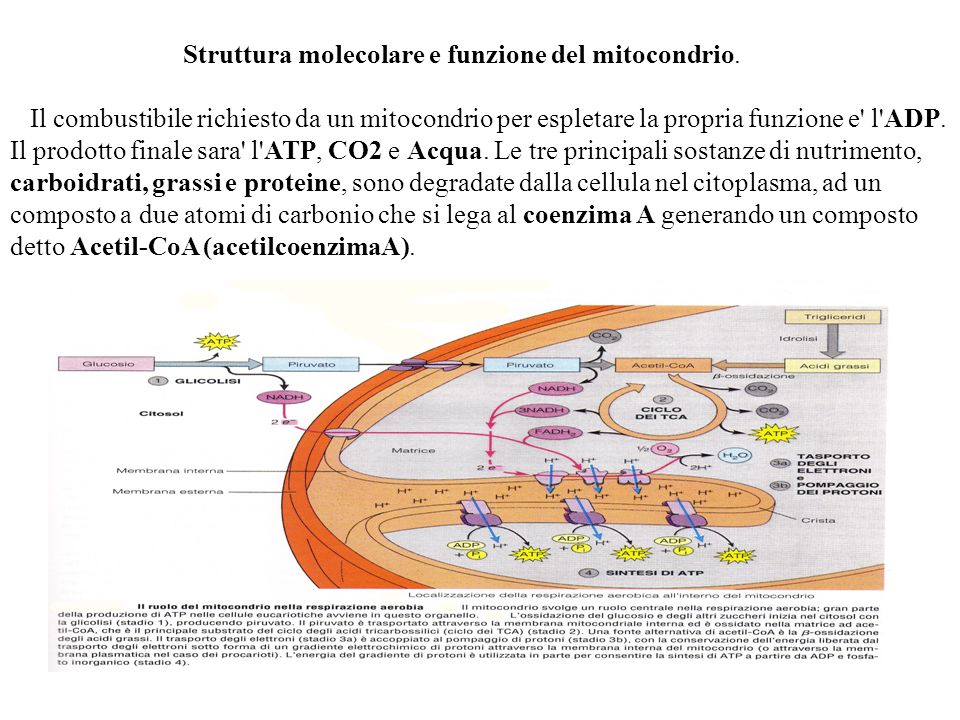 Struttura molecolare e funzione del mitocondrio.