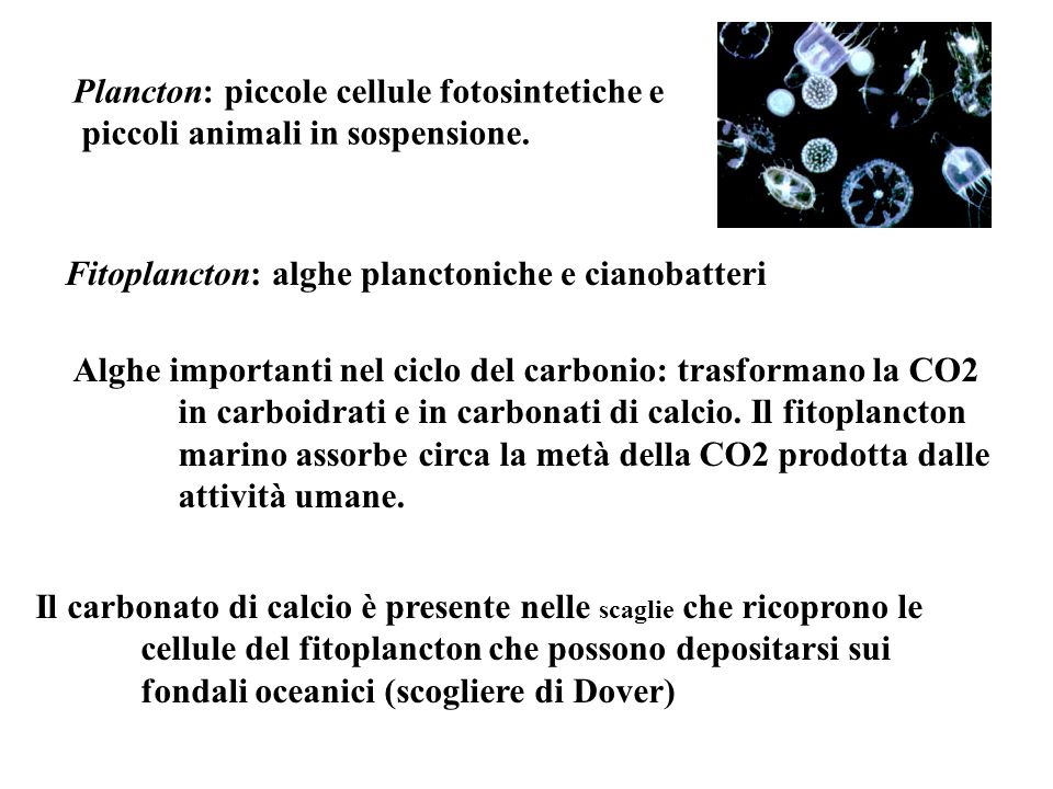 Plancton: piccole cellule fotosintetiche e