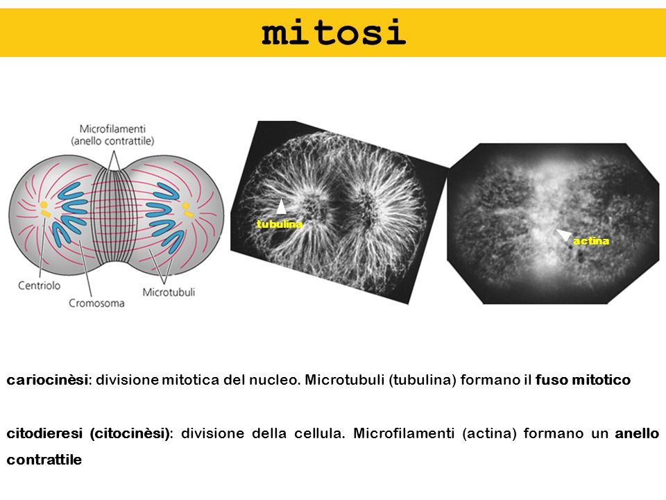 mitosi tubulina. actina. cariocinèsi: divisione mitotica del nucleo. Microtubuli (tubulina) formano il fuso mitotico.