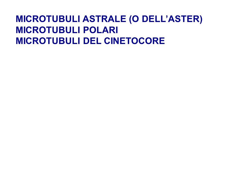 MICROTUBULI ASTRALE (O DELL’ASTER)