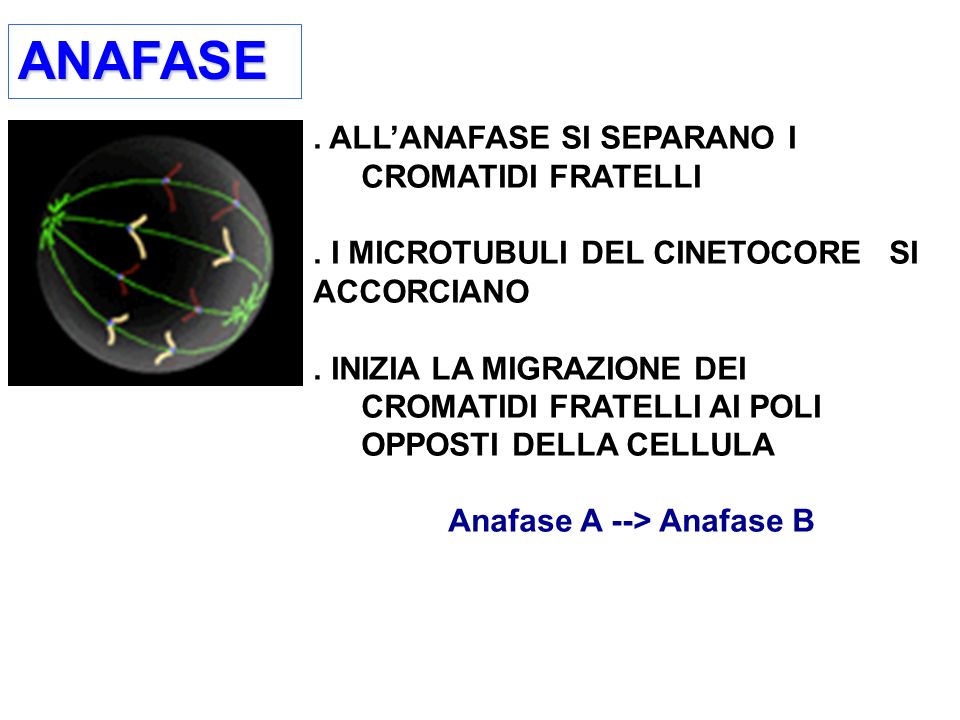Anafase A --> Anafase B