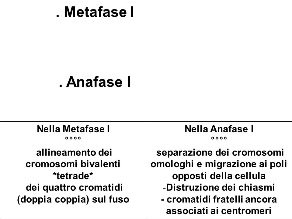 . Metafase I . Anafase I Nella Metafase I °°°° allineamento dei