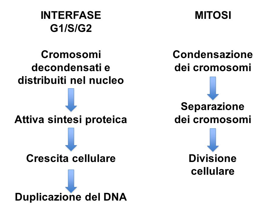 Cromosomi decondensati e distribuiti nel nucleo