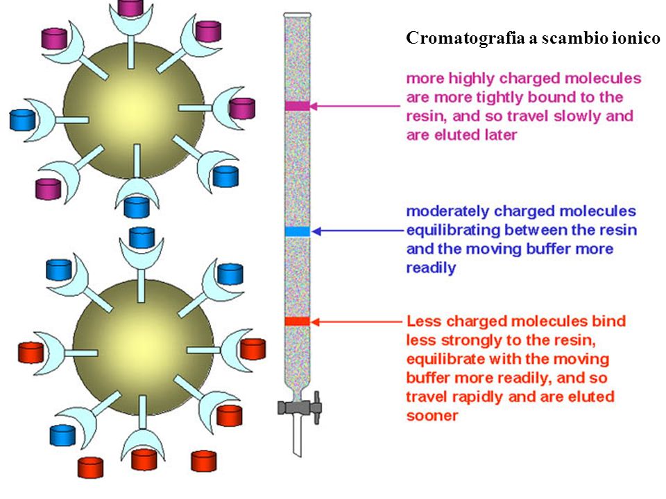 Cromatografia a scambio ionico