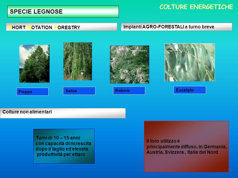 COLTURE ENERGETICHE SPECIE LEGNOSE SHORT ROTATION FORESTRY