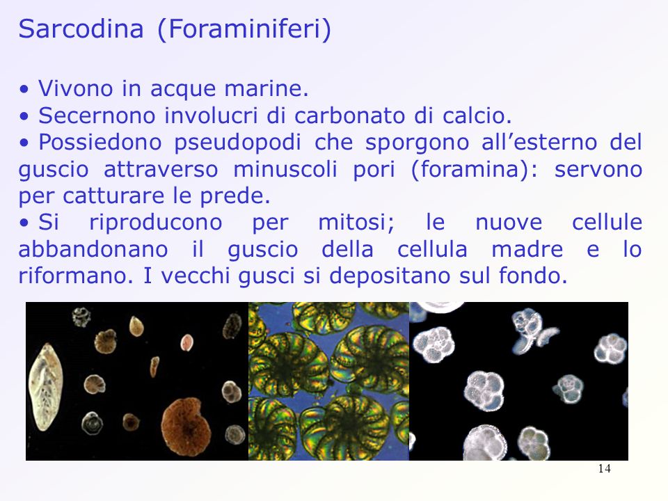 Sarcodina (Foraminiferi)