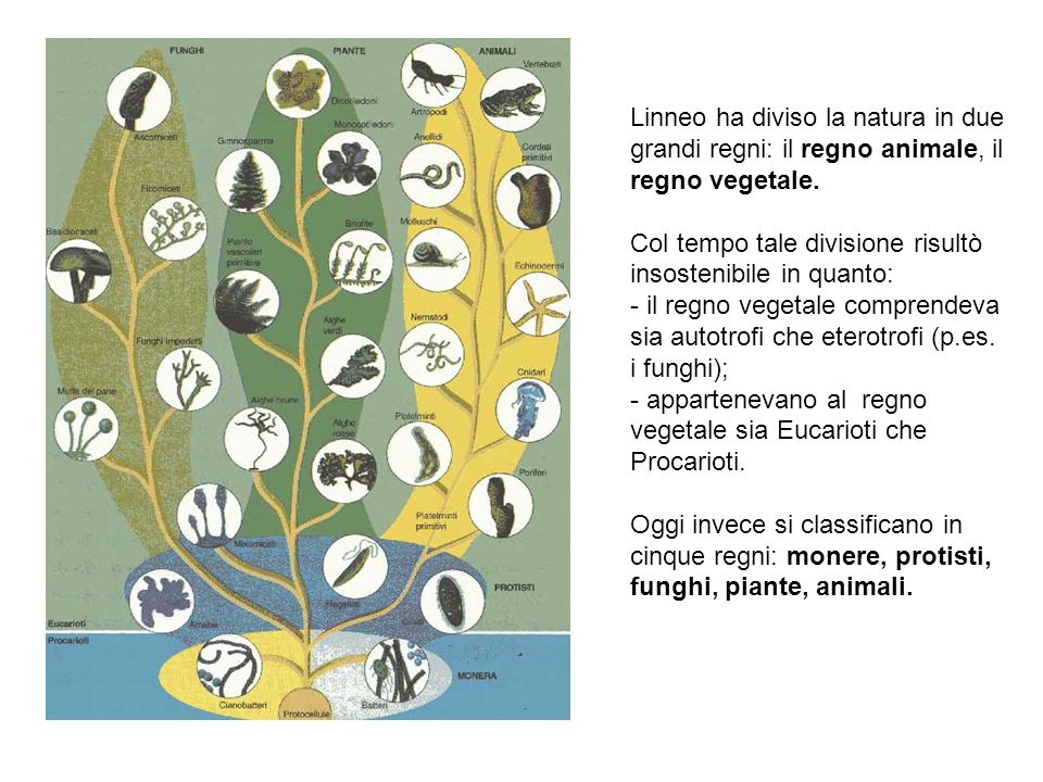 Linneo ha diviso la natura in due grandi regni: il regno animale, il regno vegetale.