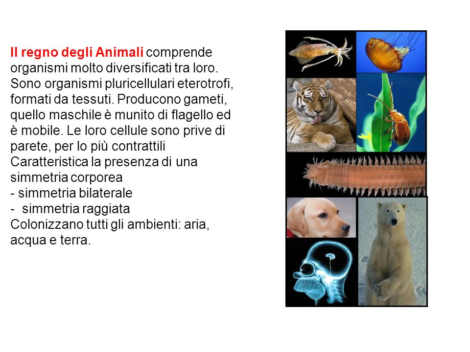 Il regno degli Animali comprende organismi molto diversificati tra loro.