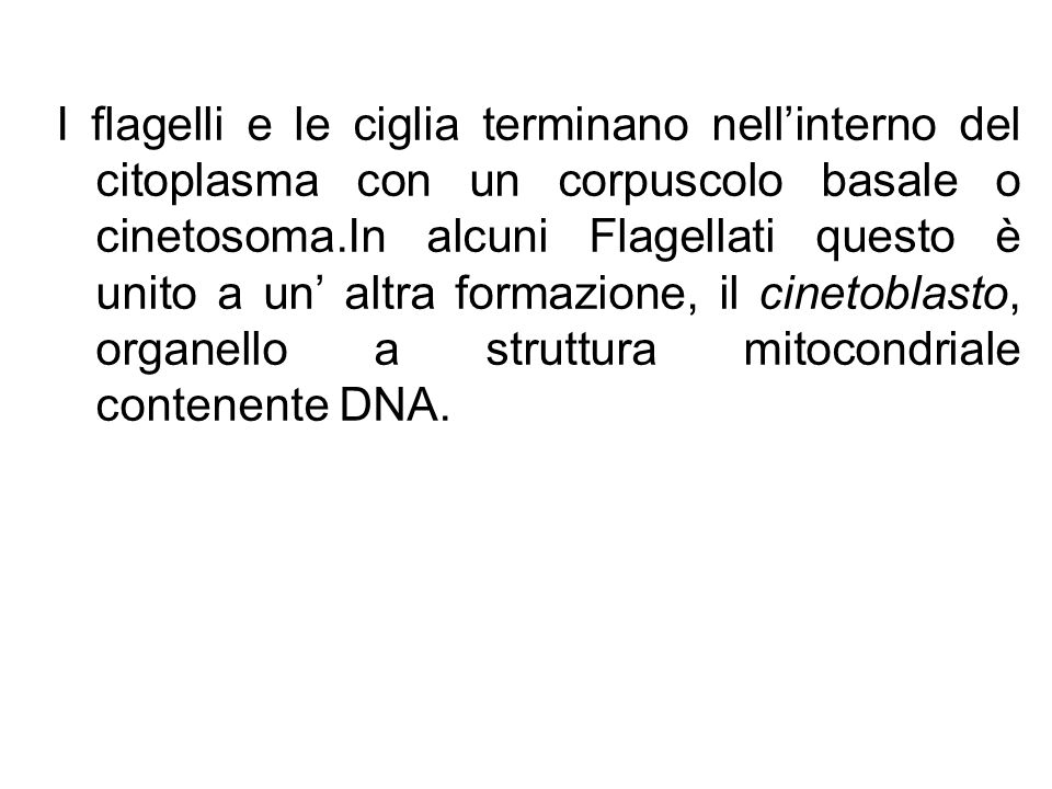 I flagelli e le ciglia terminano nell’interno del citoplasma con un corpuscolo basale o cinetosoma.In alcuni Flagellati questo è unito a un’ altra formazione, il cinetoblasto, organello a struttura mitocondriale contenente DNA.