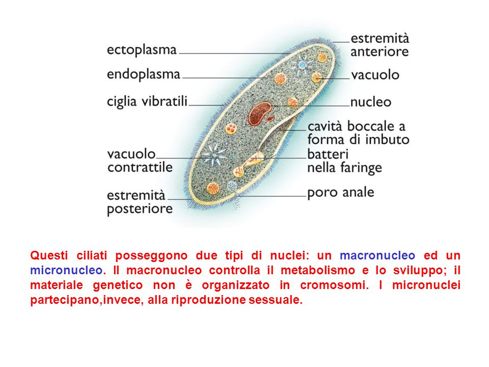 Questi ciliati posseggono due tipi di nuclei: un macronucleo ed un micronucleo.