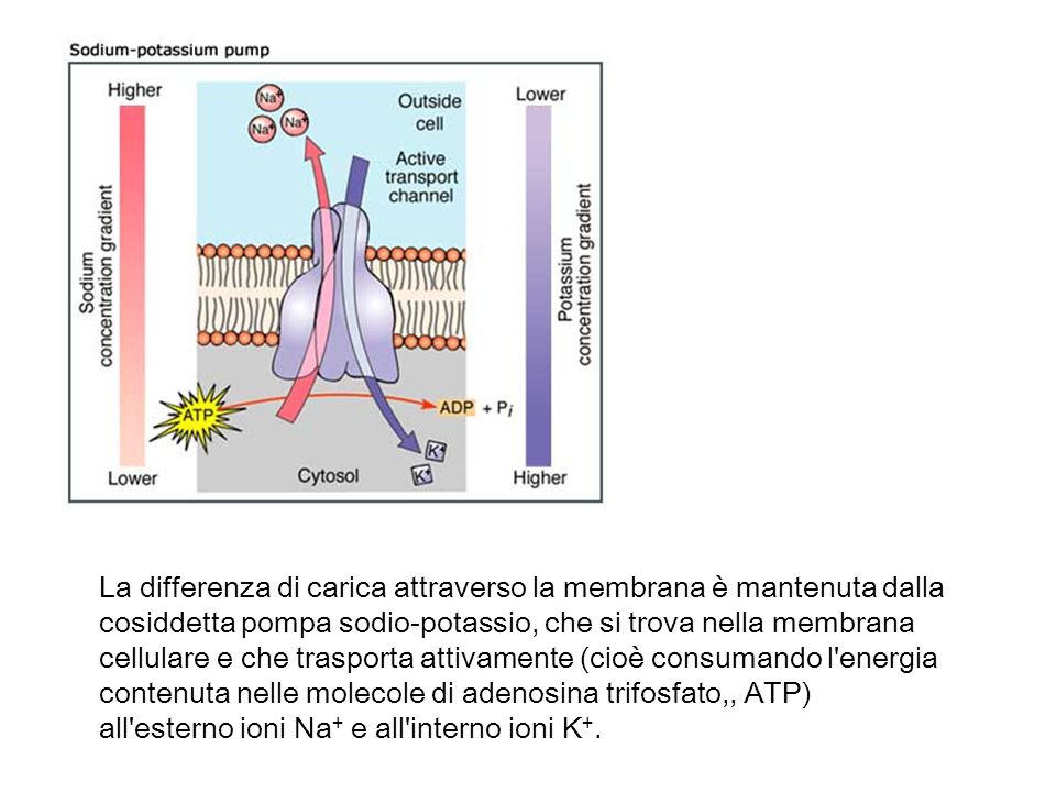 La differenza di carica attraverso la membrana è mantenuta dalla cosiddetta pompa sodio-potassio, che si trova nella membrana cellulare e che trasporta attivamente (cioè consumando l energia contenuta nelle molecole di adenosina trifosfato,, ATP) all esterno ioni Na+ e all interno ioni K+.