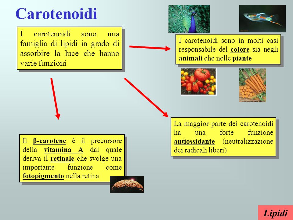 Carotenoidi I carotenoidi sono una famiglia di lipidi in grado di assorbire la luce che hanno varie funzioni.