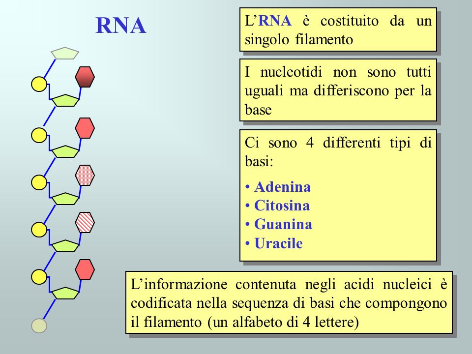 RNA L’RNA è costituito da un singolo filamento