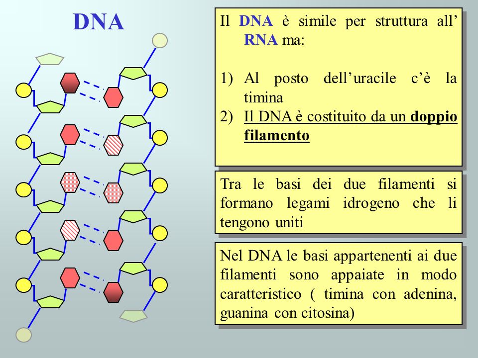 DNA Il DNA è simile per struttura all’ RNA ma: