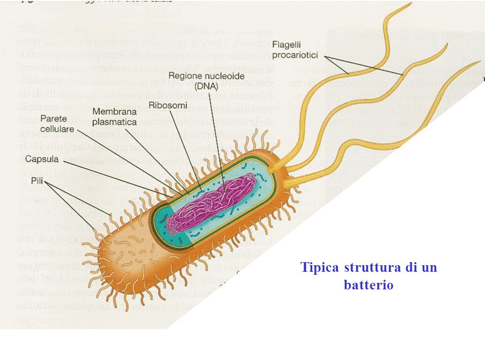 Tipica struttura di un batterio