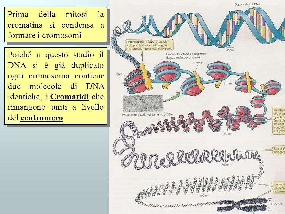 Prima della mitosi la cromatina si condensa a formare i cromosomi