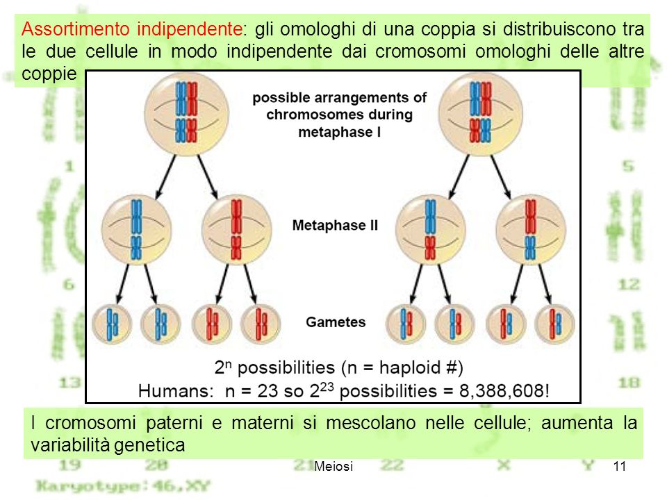 Assortimento indipendente: gli omologhi di una coppia si distribuiscono tra le due cellule in modo indipendente dai cromosomi omologhi delle altre coppie