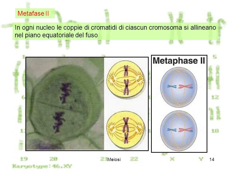 Metafase II In ogni nucleo le coppie di cromatidi di ciascun cromosoma si allineano nel piano equatoriale del fuso.