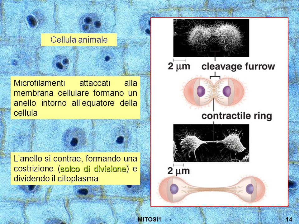 Cellula animale Microfilamenti attaccati alla membrana cellulare formano un anello intorno all’equatore della cellula.