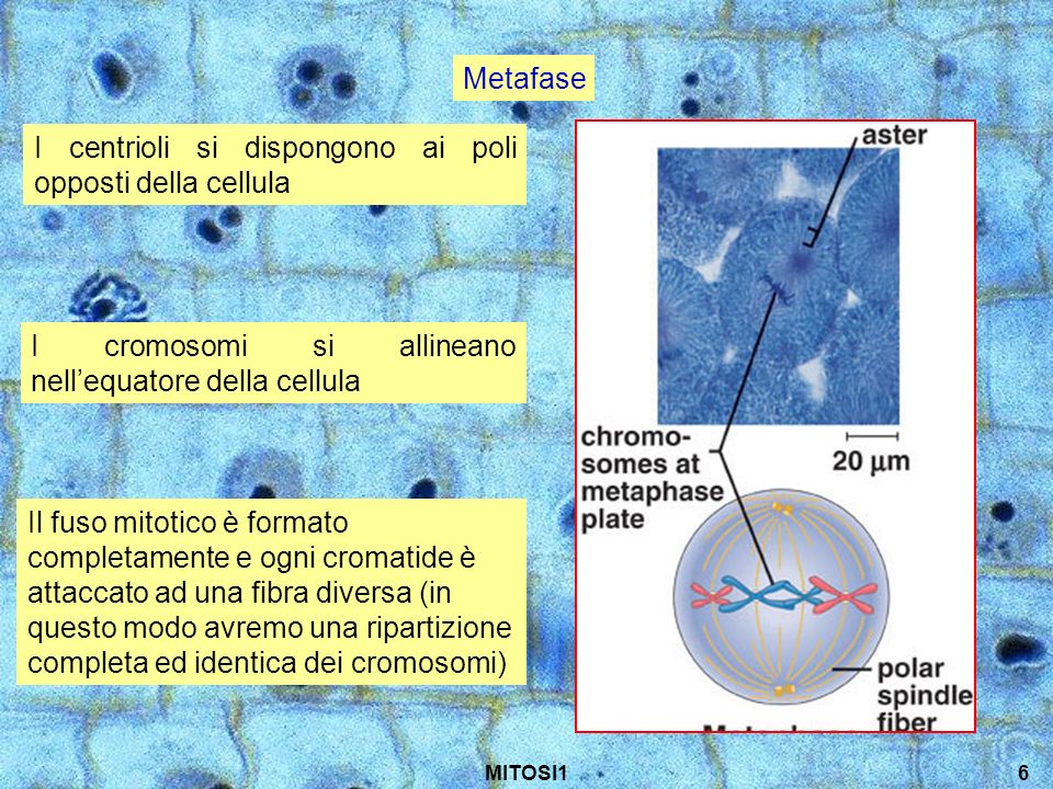 I centrioli si dispongono ai poli opposti della cellula