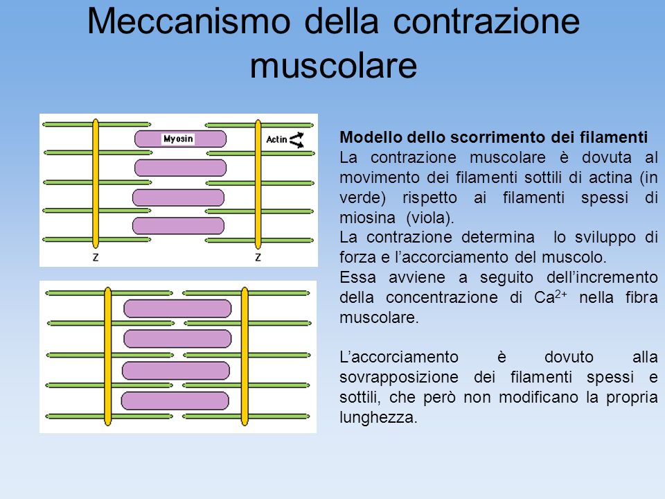 Meccanismo della contrazione muscolare