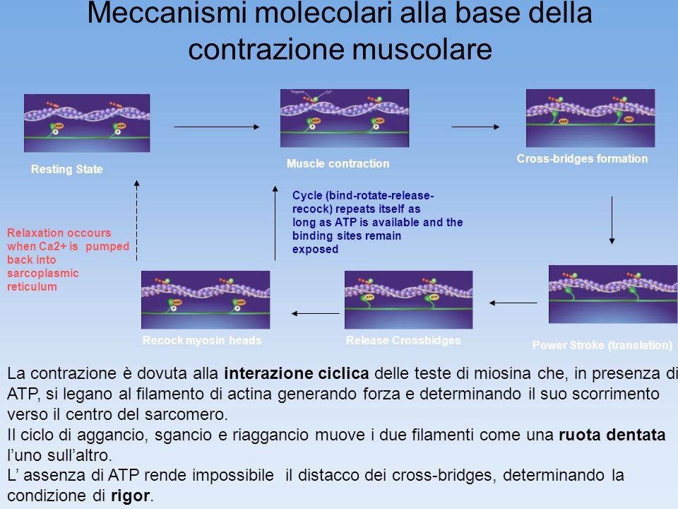 Meccanismi molecolari alla base della contrazione muscolare