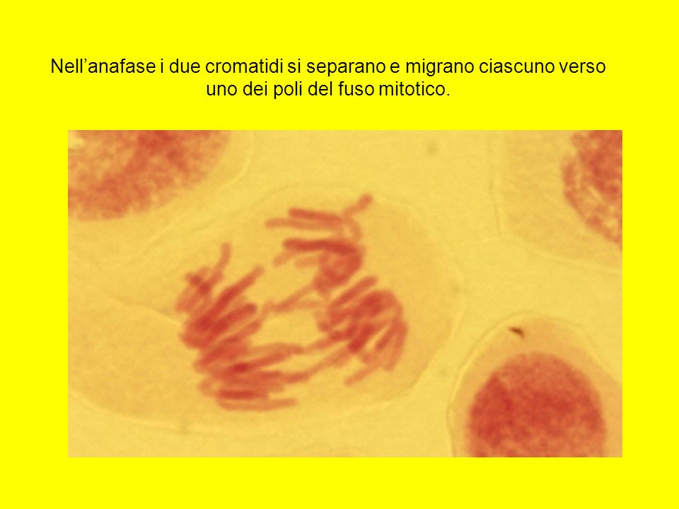 Nell’anafase i due cromatidi si separano e migrano ciascuno verso uno dei poli del fuso mitotico.