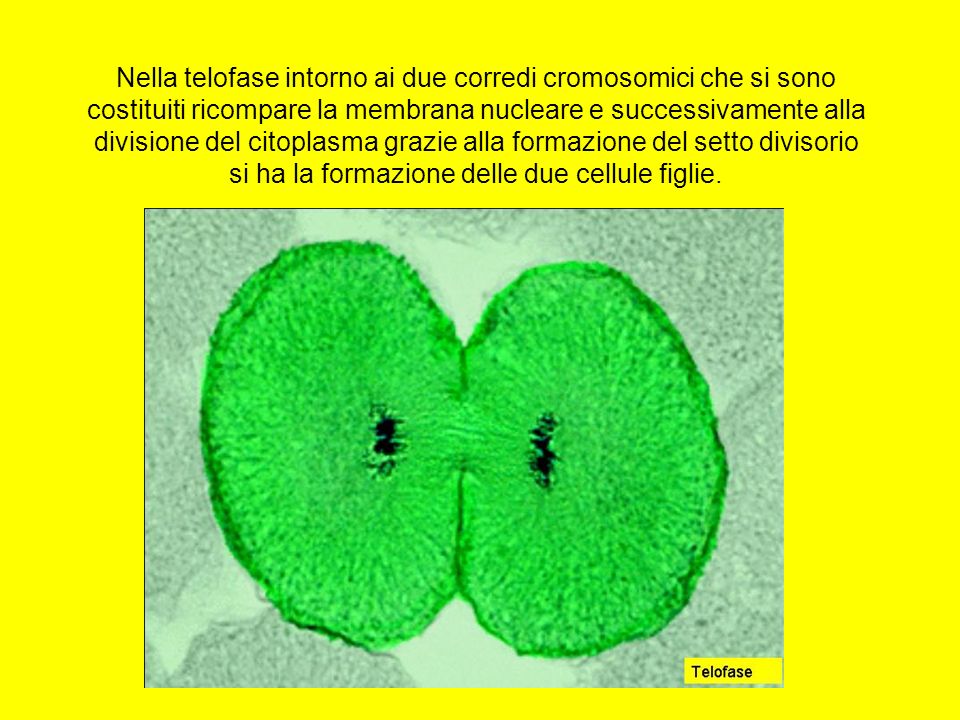 Nella telofase intorno ai due corredi cromosomici che si sono costituiti ricompare la membrana nucleare e successivamente alla divisione del citoplasma grazie alla formazione del setto divisorio si ha la formazione delle due cellule figlie.