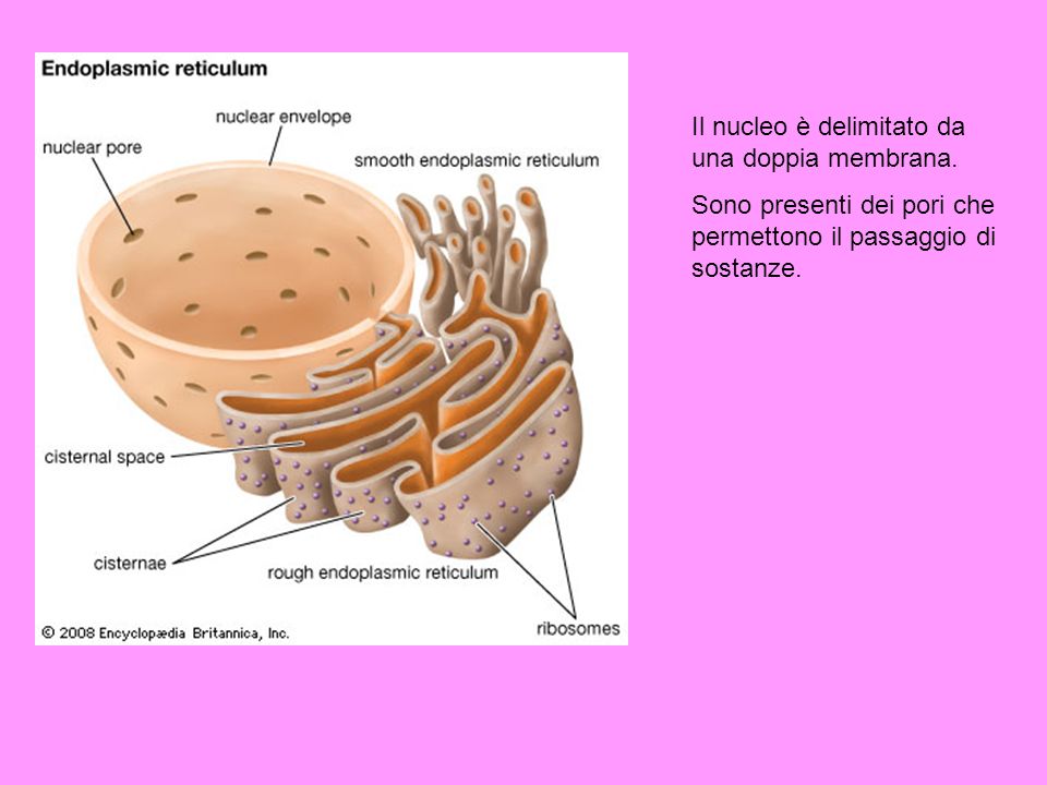 Il nucleo è delimitato da una doppia membrana.