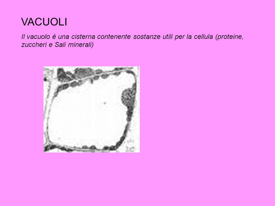 VACUOLI Il vacuolo è una cisterna contenente sostanze utili per la cellula (proteine, zuccheri e Sali minerali)