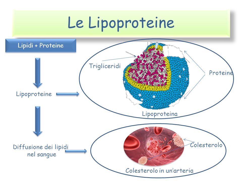 Le Lipoproteine Lipidi + Proteine Trigliceridi Proteine Lipoproteine