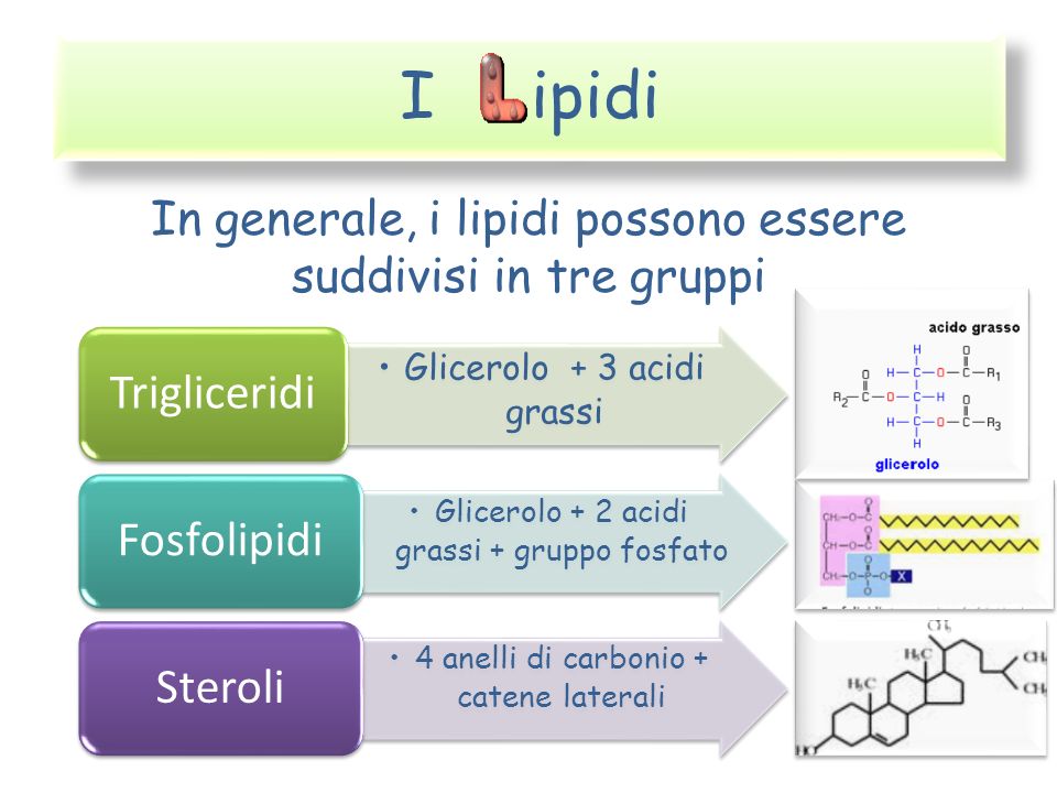 I ipidi In generale, i lipidi possono essere suddivisi in tre gruppi