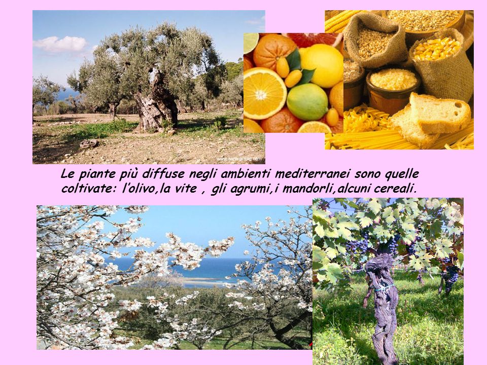 Le piante più diffuse negli ambienti mediterranei sono quelle coltivate: l’olivo,la vite , gli agrumi,i mandorli,alcuni cereali.