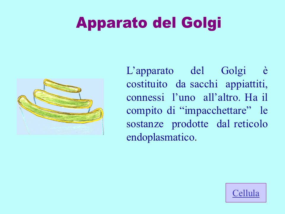 Apparato del Golgi