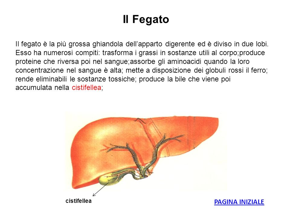 Il Fegato Il fegato è la più grossa ghiandola dell’apparto digerente ed è diviso in due lobi.