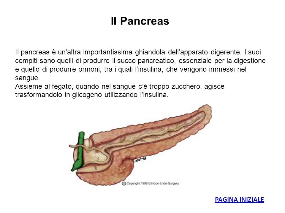 Il Pancreas