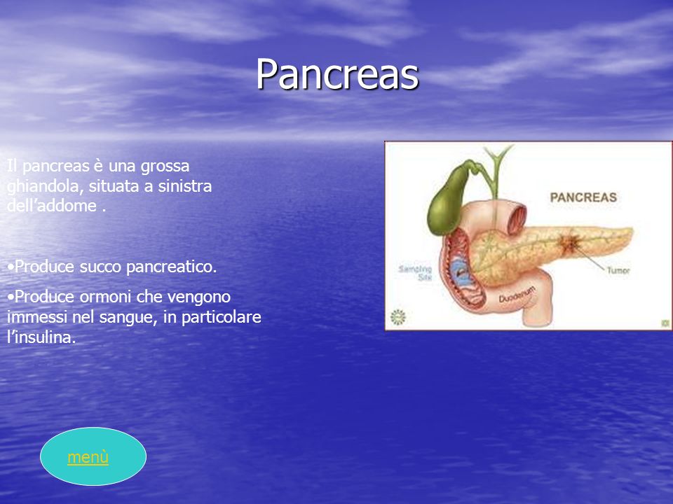 Pancreas Il pancreas è una grossa ghiandola, situata a sinistra dell’addome . Produce succo pancreatico.